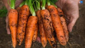 Chiêm bao thấy củ cà rốt mang lại bí ẩn gì? Số nào liên quan tại Vicwin.io