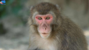 Nằm mộng thấy con khỉ mang lại bí ẩn gì? Số nào liên quan tại Vic Win