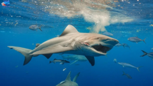 Nằm mơ thấy cá mập đánh con số lô đề gì? Mang bí ẩn gì tại Vic Win